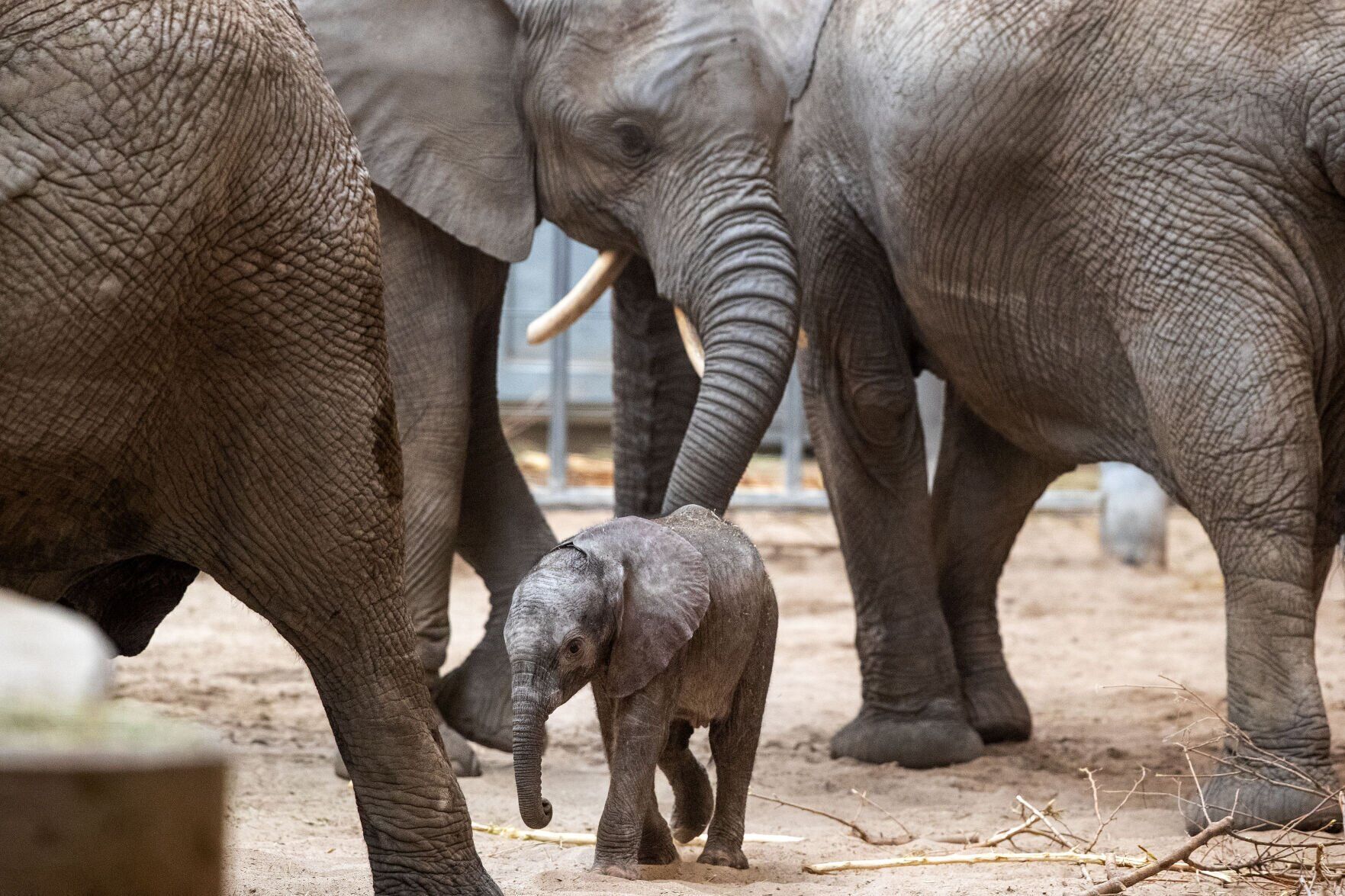 021522-owh-new-elephants-pic-cm007.jpg
